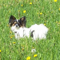 Papillon Toymaker's .. /Bacardi