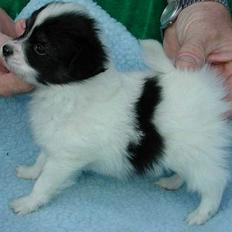 Papillon Toymaker's .. /Bacardi