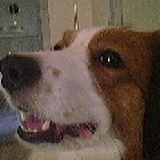 Kooikerhondje Felix