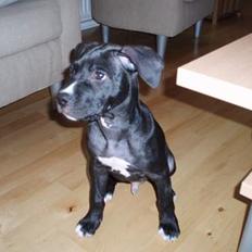 Amerikansk staffordshire terrier Hector