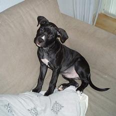 Amerikansk staffordshire terrier Hector