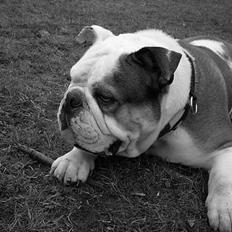 Engelsk bulldog Spencer