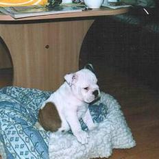 Engelsk bulldog Spencer