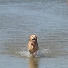 Golden retriever Sascha