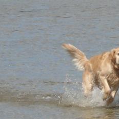 Golden retriever Sascha