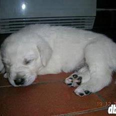 Blanding af racer Dalton