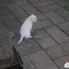 Blanding af racer Dalton