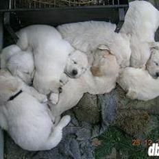 Blanding af racer Dalton