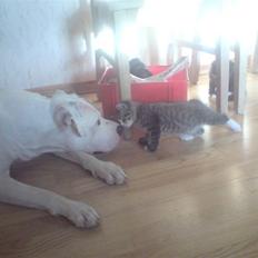 Blanding af racer Chrissie R.I.P.