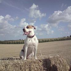 Blanding af racer Chrissie R.I.P.