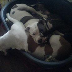 Blanding af racer Chrissie R.I.P.