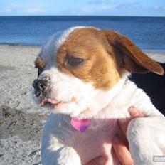 Blanding af racer Miss Gucci (rullepølse)