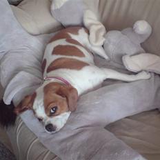 Blanding af racer Miss Gucci (rullepølse)