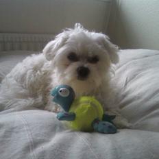 Malteser Francesco Totti