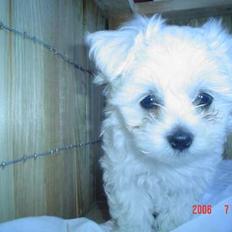 Malteser Francesco Totti