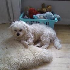 Malteser Francesco Totti