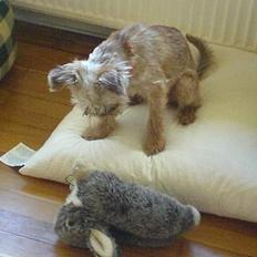 Griffon bruxellois Kenzo