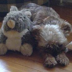 Griffon bruxellois Kenzo