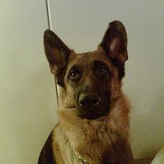 Schæferhund lady madonna