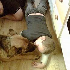 Schæferhund lady madonna