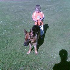 Schæferhund lady madonna