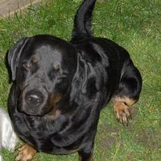 Blanding af racer Jayzon