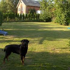 Blanding af racer Jayzon