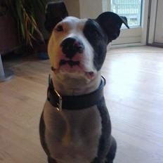 Amerikansk staffordshire terrier freja