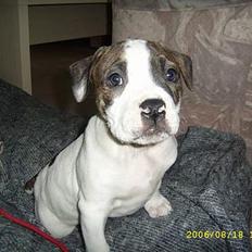 Amerikansk bulldog Diesel 