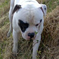 Amerikansk bulldog Lukas R.I.P