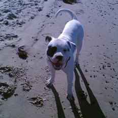 Amerikansk bulldog Lukas R.I.P