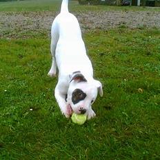 Amerikansk bulldog Lukas R.I.P