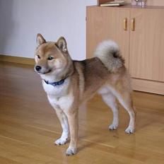 Shiba Dino