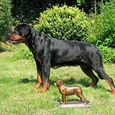 Rottweiler Arzadon jou-jou