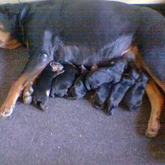 Rottweiler Arzadon jou-jou