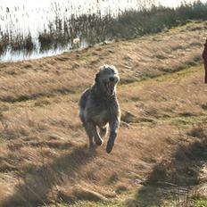 Irsk ulvehund Sirius