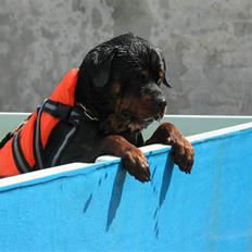 Rottweiler Onex vom Hause Anin R.I.P