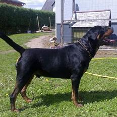 Rottweiler Onex vom Hause Anin R.I.P