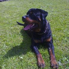 Rottweiler Onex vom Hause Anin R.I.P