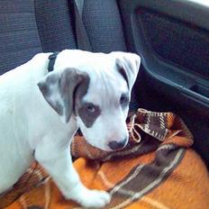 Amerikansk staffordshire terrier jesse