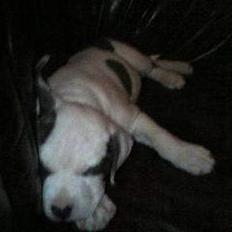 Amerikansk staffordshire terrier jesse