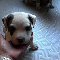 Amerikansk staffordshire terrier jesse