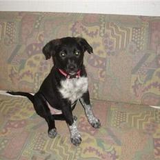 Blanding af racer Steffi