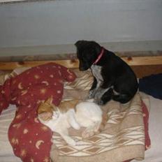 Blanding af racer Steffi