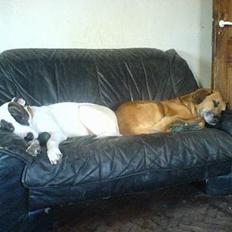 Amerikansk bulldog Freja