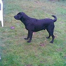 Labrador retriever santos