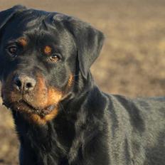 Rottweiler Chanti (Cue Chantell)