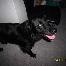 Blanding af racer Lucas