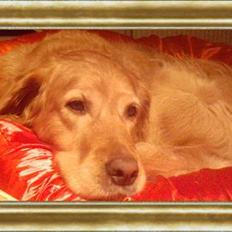 Golden retriever Lucky...