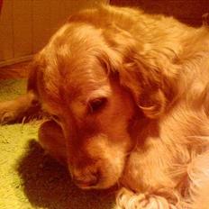 Golden retriever Lucky...